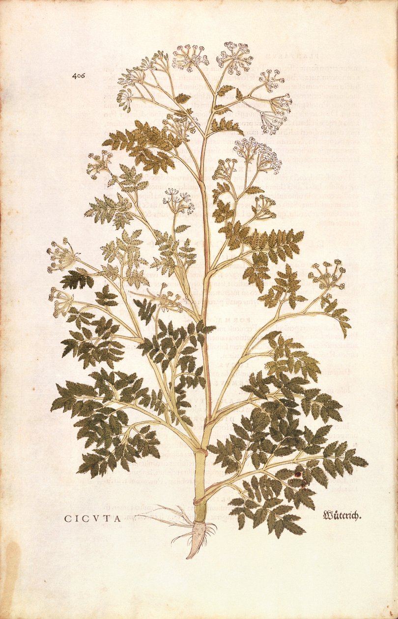 Hemlock - Conium maculatum (Cicuta) av Leonhart Fuchs från De historia stirpium commentarii insignes (Anmärkningsvärda kommentarer om växternas historia), färgstickad gravyr av Leonhard Fuchs