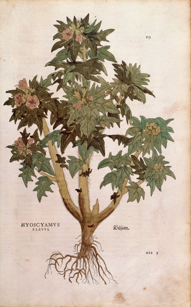 Henbane - Hyoscyamus niger (Hyoscyamus flavus) av Leonhart Fuchs från De historia stirpium commentarii insignes (Anmärkningsvärda kommentarer om växternas historia) färgstickad gravyr av Leonhard Fuchs
