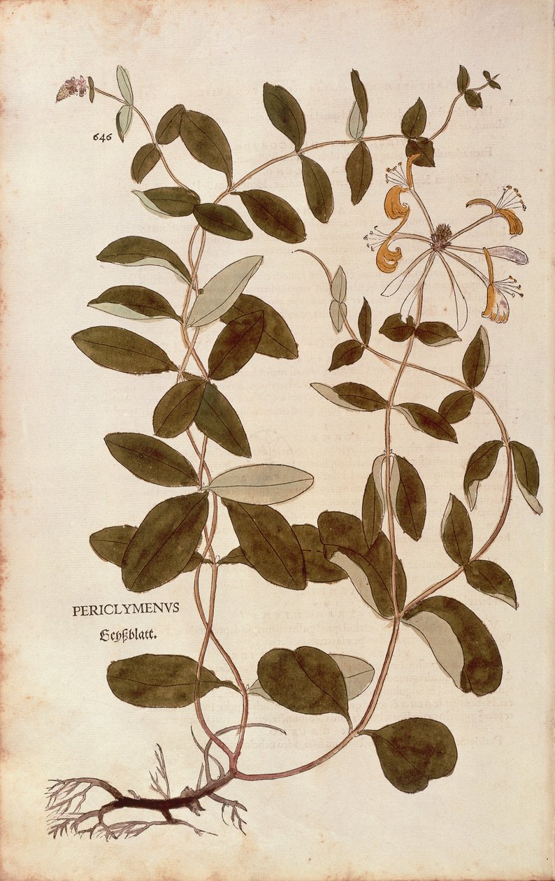 Kaprifol (Lonicera periclymenum) av Leonhart Fuchs från De historia stirpium commentarii insignes (Anmärkningsvärda kommentarer om växternas historia), färgad gravyr av Leonhard Fuchs