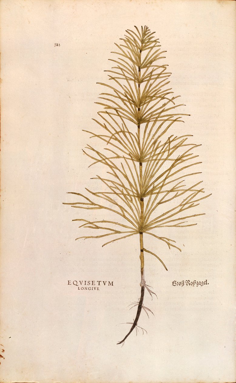 Åkerfräken - Equisetum arvense (Equisetum arvense) av Leonhart Fuchs från The History of Plants (Anmärkningsvärda kommentarer om växternas historia), färgstickad gravyr av Leonhard Fuchs