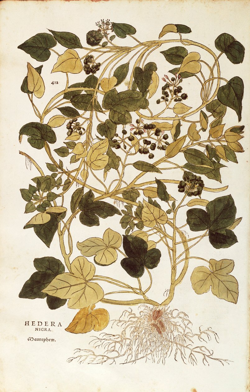 Murgröna (Hedera helix nigra aurea) av Leonhart Fuchs från De historia stirpium commentarii insignes (Anmärkningsvärda kommentarer om växternas historia), färgad gravyr av Leonhard Fuchs