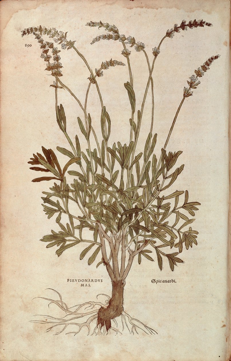 Lavendel - Lavandula spica (Pseudonardus mas) av Leonhart Fuchs från De historia stirpium commentarii insignes (Anmärkningsvärda kommentarer om växternas historia), färgstickad gravyr av Leonhard Fuchs