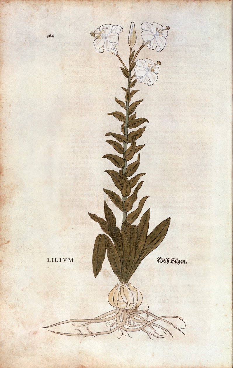 Lily (Lilium) av Leonhart Fuchs från De historia stirpium commentarii insignes (Anmärkningsvärda kommentarer om växternas historia), färgad gravyr av Leonhard Fuchs