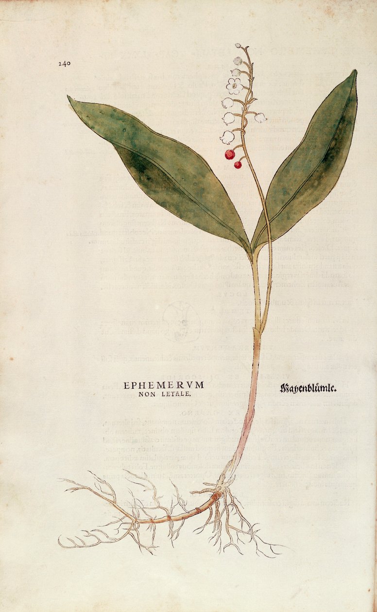 Liljekonvalj - Convallaria majalis (Icke-dödlig ephemerum) av Leonhart Fuchs från De historia stirpium commentarii insignes (Anmärkningsvärda kommentarer om växternas historia), färgstickad gravyr av Leonhard Fuchs
