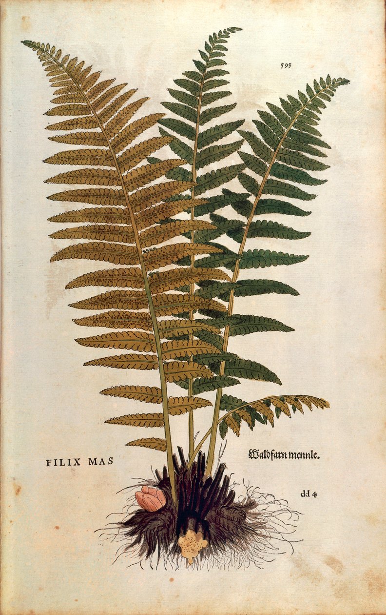 Hanormbunke (Dryopteris filix-mas) av Leonhart Fuchs från De historia stirpium commentarii insignes (Anmärkningsvärda kommentarer om växternas historia) färgstickad gravyr av Leonhard Fuchs