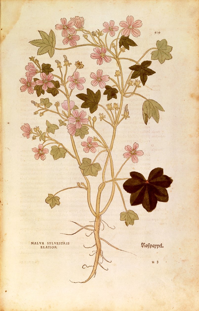 Malva (Malva sylvestris elatior) av Leonhart Fuchs från De historia stirpium commentarii insignes (Anmärkningsvärda kommentarer om växternas historia), färgad gravyr av Leonhard Fuchs
