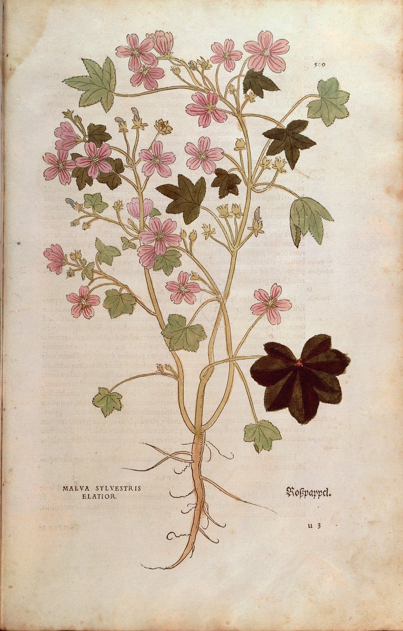 Malva (Malva sylvestris elatior) av Leonhart Fuchs från De historia stirpium commentarii insignes (Anmärkningsvärda kommentarer om växternas historia), färgad gravyr av Leonhard Fuchs