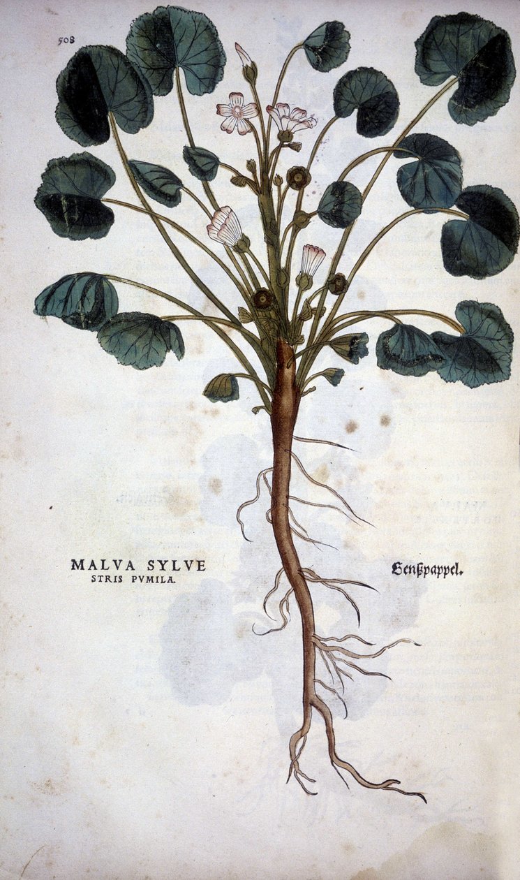 Malva Sylvestre (Great Purple) - i "The History of Racial Comprehension" av Leonhart Fuchs av Leonhard Fuchs