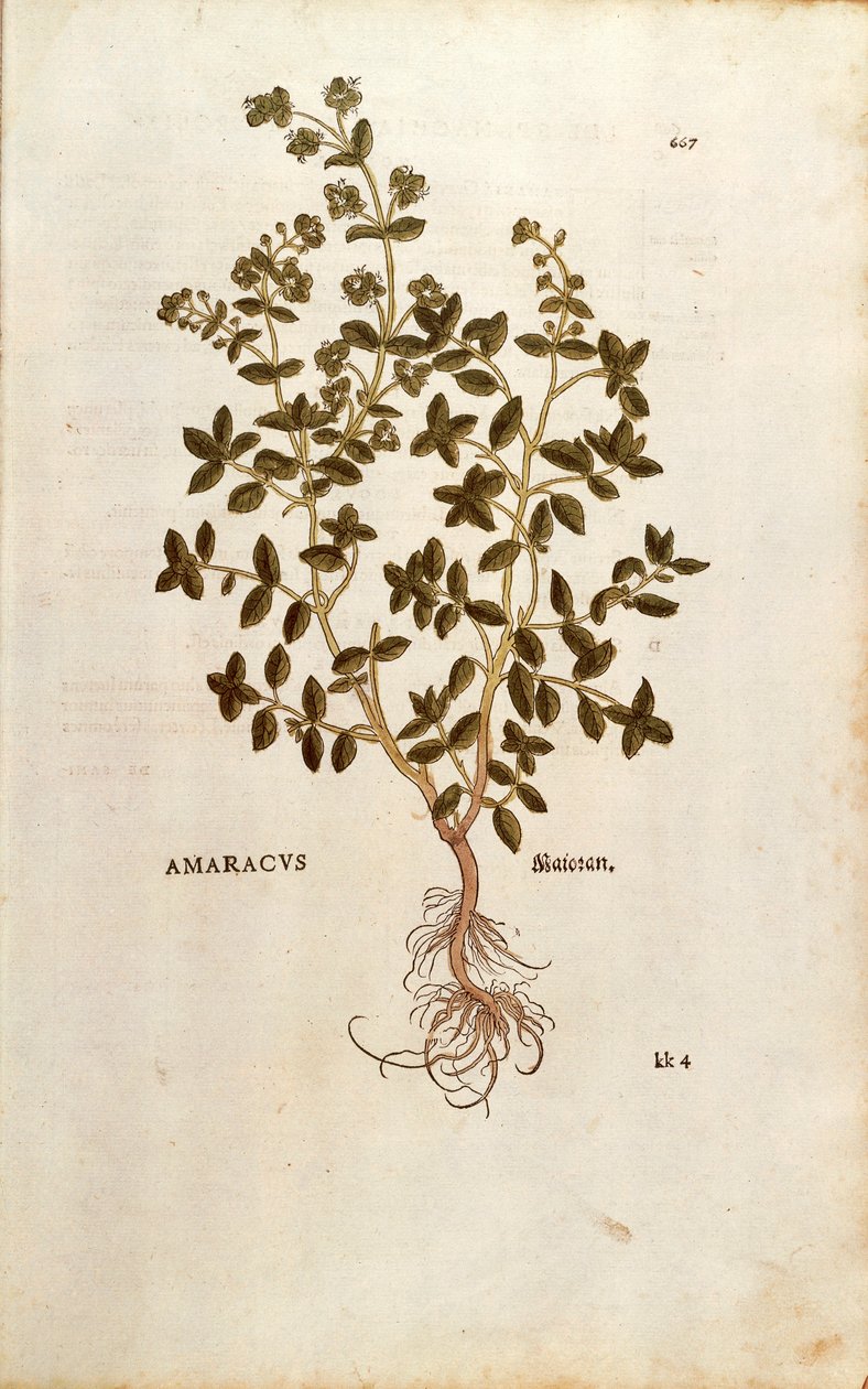 Mejram - Origanum majorana (Amaracus) av Leonhart Fuchs från De historia stirpium commentarii insignes (Anmärkningsvärda kommentarer om växternas historia) färgstickad gravyr av Leonhard Fuchs