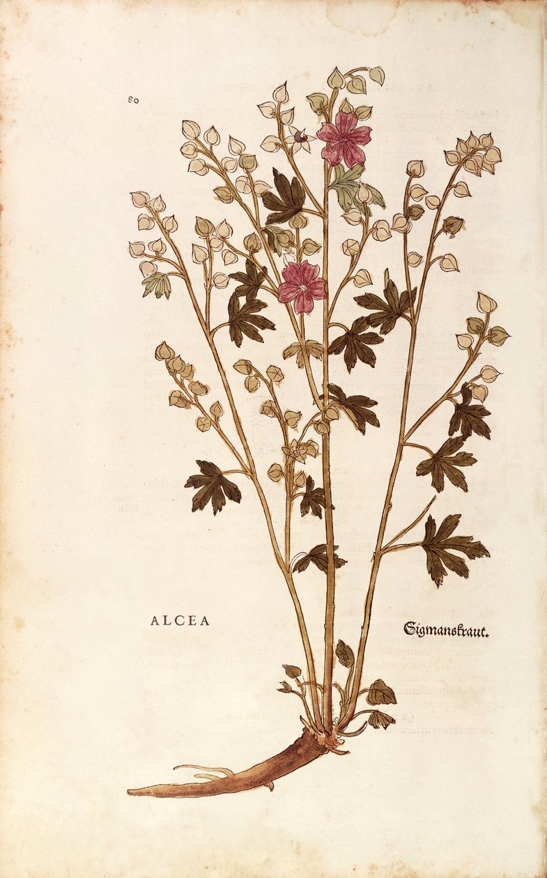 Marshmallow - Althaea av Leonhart Fuchs från De historia stirpium commentarii insignes (Anmärkningsvärda kommentarer om växternas historia) färggravyr av Leonhard Fuchs