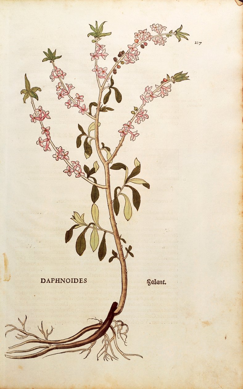 Mezereon - Daphne mezereum (Daphnoides) av Leonhart Fuchs från De historia stirpium commentarii insignes (Anmärkningsvärda kommentarer om växternas historia), färgstickad gravyr av Leonhard Fuchs