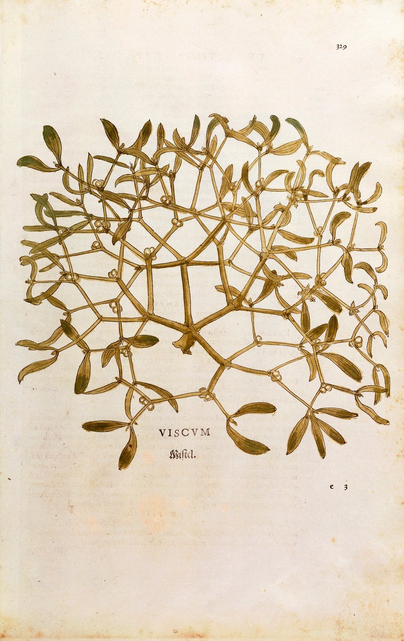 Mistel (Viscum album) av Leonhart Fuchs från De historia stirpium commentarii insignes (Anmärkningsvärda kommentarer om växternas historia) färggravyr av Leonhard Fuchs
