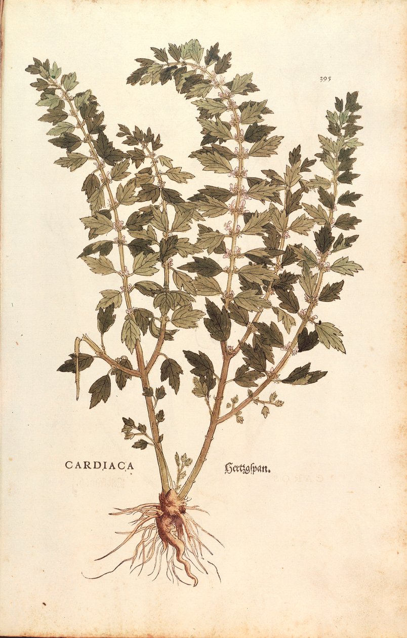 Motherwort (Leonurus cardiaca) av Leonhart Fuchs från De historia stirpium commentarii insignes (Anmärkningsvärda kommentarer om växternas historia) färgstickad gravyr av Leonhard Fuchs