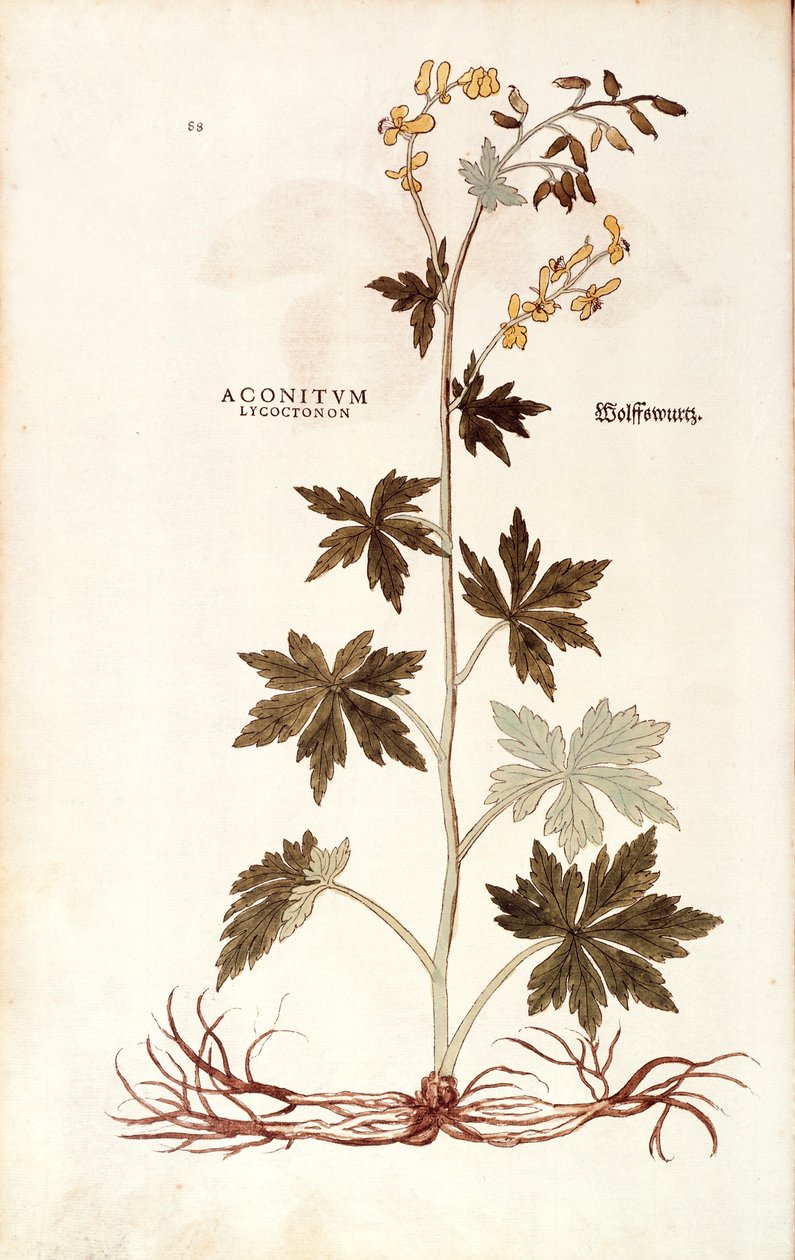 Northern Wolfsbane (Aconitum lycoctonum) av Leonhart Fuchs från De historia stirpium commentarii insignes (Notable Commentaries on the History of Plants), färgad gravyr av Leonhard Fuchs