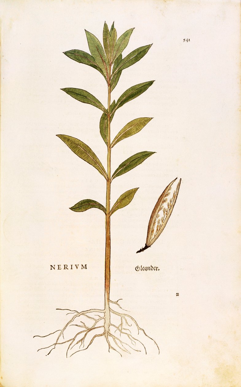 Oleander (Nerium oleander) av Leonhart Fuchs från De historia stirpium commentarii insignes (Anmärkningsvärda kommentarer om växternas historia), färgstickad gravyr av Leonhard Fuchs