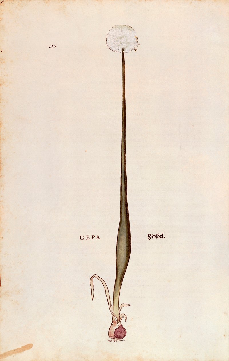 Lök (Allium cepa) av Leonhart Fuchs från De historia stirpium commentarii insignes (Anmärkningsvärda kommentarer om växternas historia), färgad gravyr av Leonhard Fuchs
