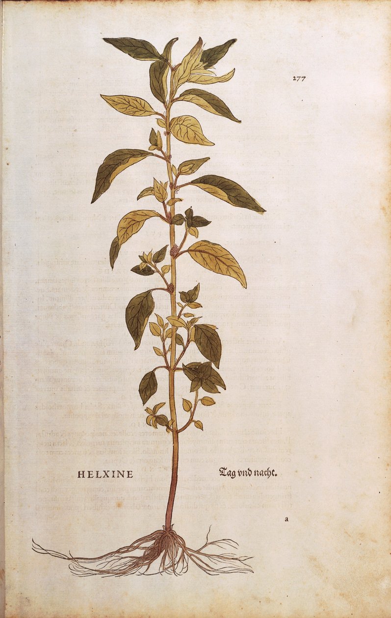 Pellitory-of-the-wall eller lichwort - Parietaria officinalis (Helxine) av Leonhart Fuchs från De historia stirpium commentarii insignes (Anmärkningsvärda kommentarer om växternas historia) färgstick av Leonhard Fuchs