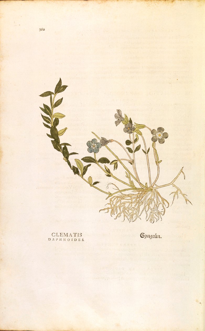 Periwinkle - Vinca minor (Clematis daphnoides) av Leonhart Fuchs från De historia stirpium commentarii insignes (Anmärkningsvärda kommentarer om växternas historia), färgstickad gravyr av Leonhard Fuchs