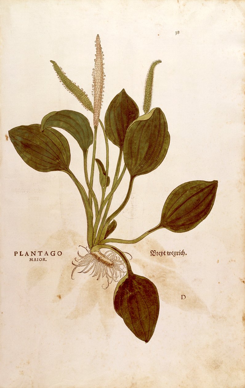 Växtbanan (Plantago major) av Leonhart Fuchs från De historia stirpium commentarii insignes (Anmärkningsvärda kommentarer om växternas historia) färggravyr av Leonhard Fuchs