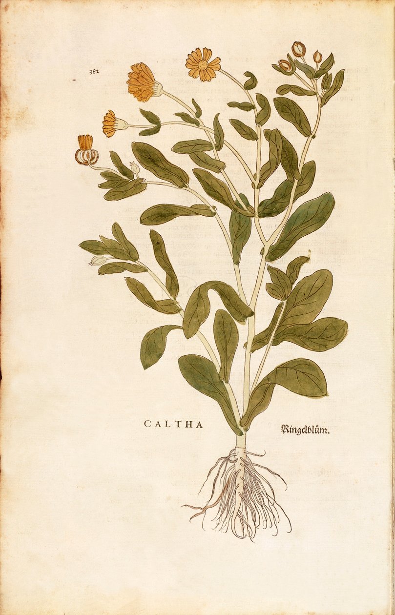 Gryta ringblomma - Calendula officinalis (Caltha) av Leonhart Fuchs från De historia stirpium commentarii insignes (Anmärkningsvärda kommentarer om växternas historia) färggravyr av Leonhard Fuchs
