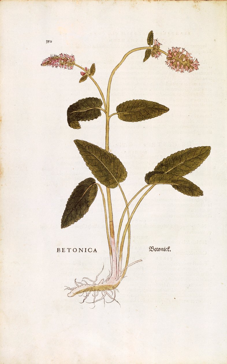 Lila betony eller biskopsört - Stachys officinalis (Betonica) av Leonhart Fuchs från De historia stirpium commentarii insignes (Anmärkningsvärda kommentarer om växternas historia) färggravyr av Leonhard Fuchs