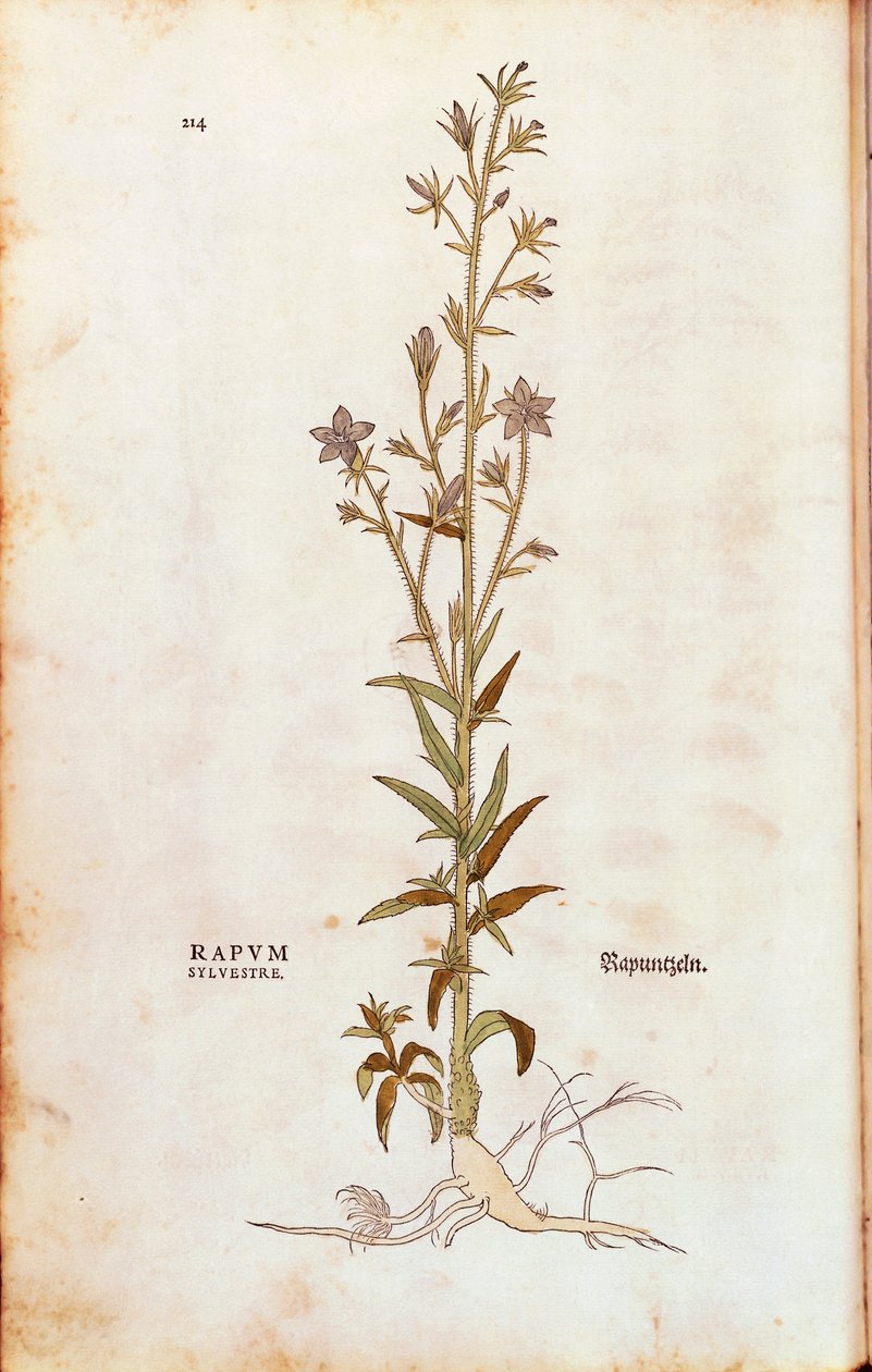 Rampion bellflower - Campanula rapunculus (Rapum sylvestre) av Leonhart Fuchs från De historia stirpium commentarii insignes (Anmärkningsvärda kommentarer om växternas historia) färgstickad gravyr av Leonhard Fuchs