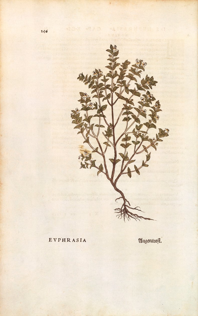 Röd ögontröst (Euphrasia officinalis) av Leonhart Fuchs från De historia stirpium commentarii insignes (Anmärkningsvärda kommentarer om växternas historia) färggravyr av Leonhard Fuchs
