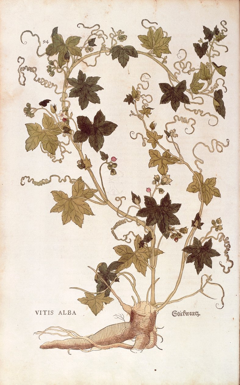 Röd bryony - Bryonia dioica (Vitis alba) av Leonhart Fuchs från De historia stirpium commentarii insignes (Anmärkningsvärda kommentarer om växternas historia), färgad gravyr av Leonhard Fuchs