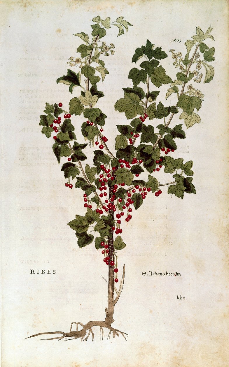 Röda vinbär (Ribes rubrum) av Leonhart Fuchs från De historia stirpium commentarii insignes av Leonhard Fuchs