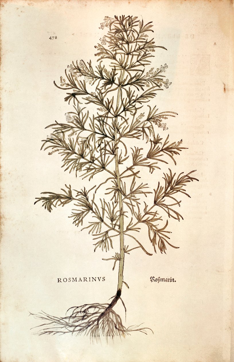 Rosmarin, Rosmarinus Officinalis (Rosmarinus). färgad gravyr av Leonhard Fuchs