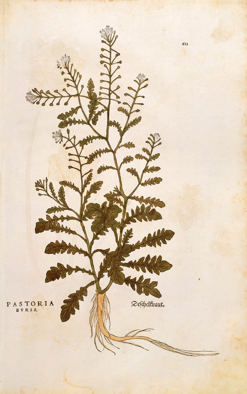 Herdeväska - Capsella bursa-pastoris (Pastoria bursa) av Leonhart Fuchs från De historia stirpium commentarii insignes (Anmärkningsvärda kommentarer om växternas historia) färgstickad gravyr av Leonhard Fuchs