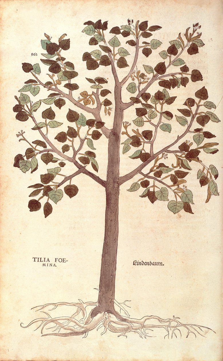 Småbladig lime - Tilia cordata (Tilia foemina) av Leonhart Fuchs från De historia stirpium commentarii insignes (Anmärkningsvärda kommentarer om växternas historia) färgstick av Leonhard Fuchs