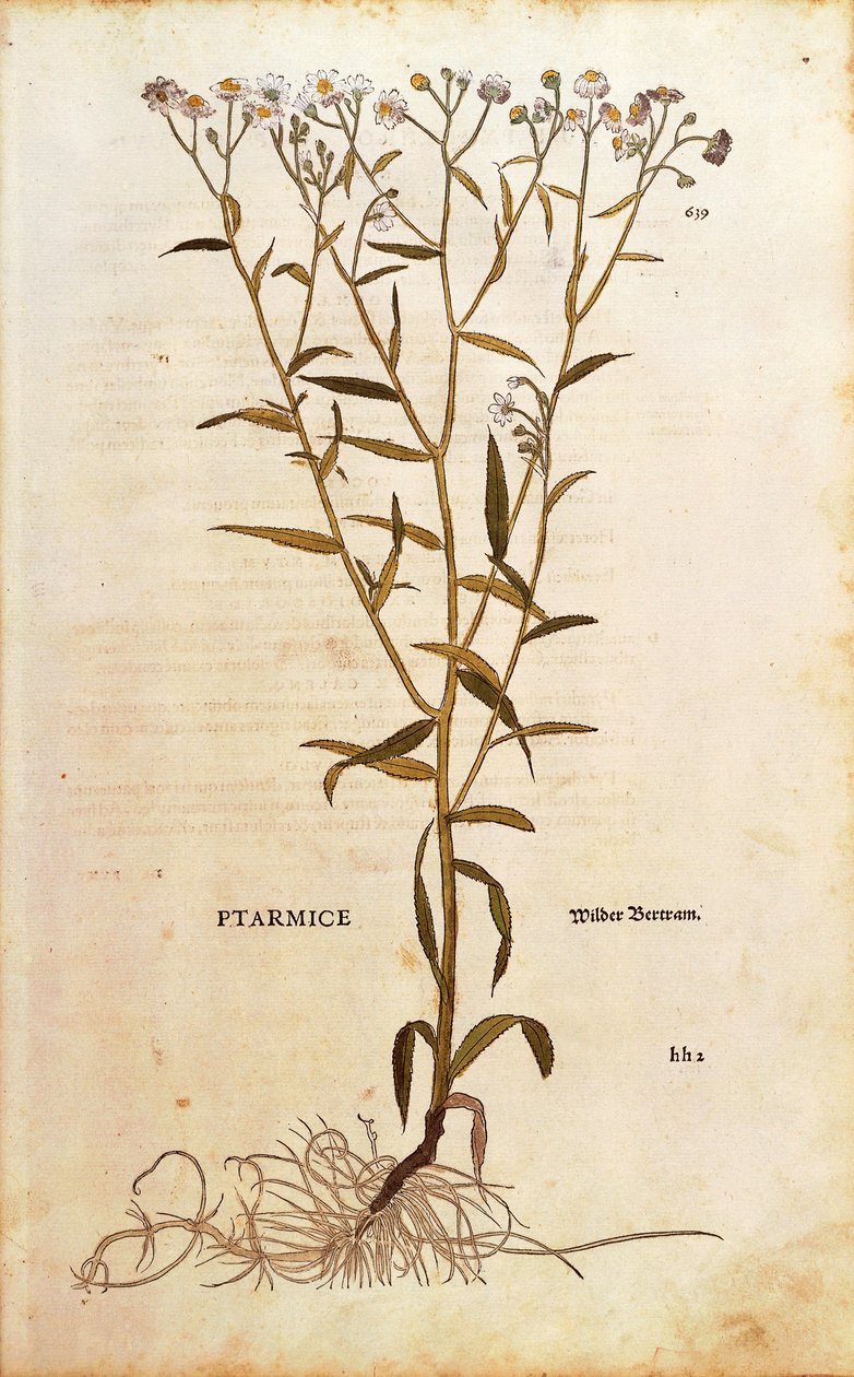 Sneezewort - Achillea ptarmica (Ptarmice) av Leonhart Fuchs från De historia stirpium commentarii insignes (Anmärkningsvärda kommentarer om växternas historia) färggravyr av Leonhard Fuchs