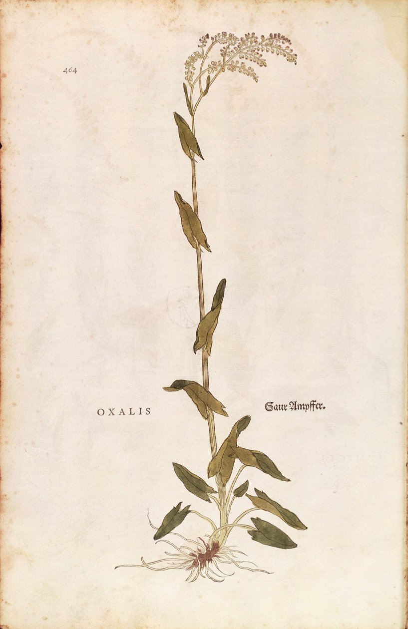 Sorrel- eller spenatdocka - Rumex acetosa (Oxalis) av Leonhart Fuchs från De historia stirpium commentarii insignes (Anmärkningsvärda kommentarer om växternas historia) färgstickad gravyr av Leonhard Fuchs