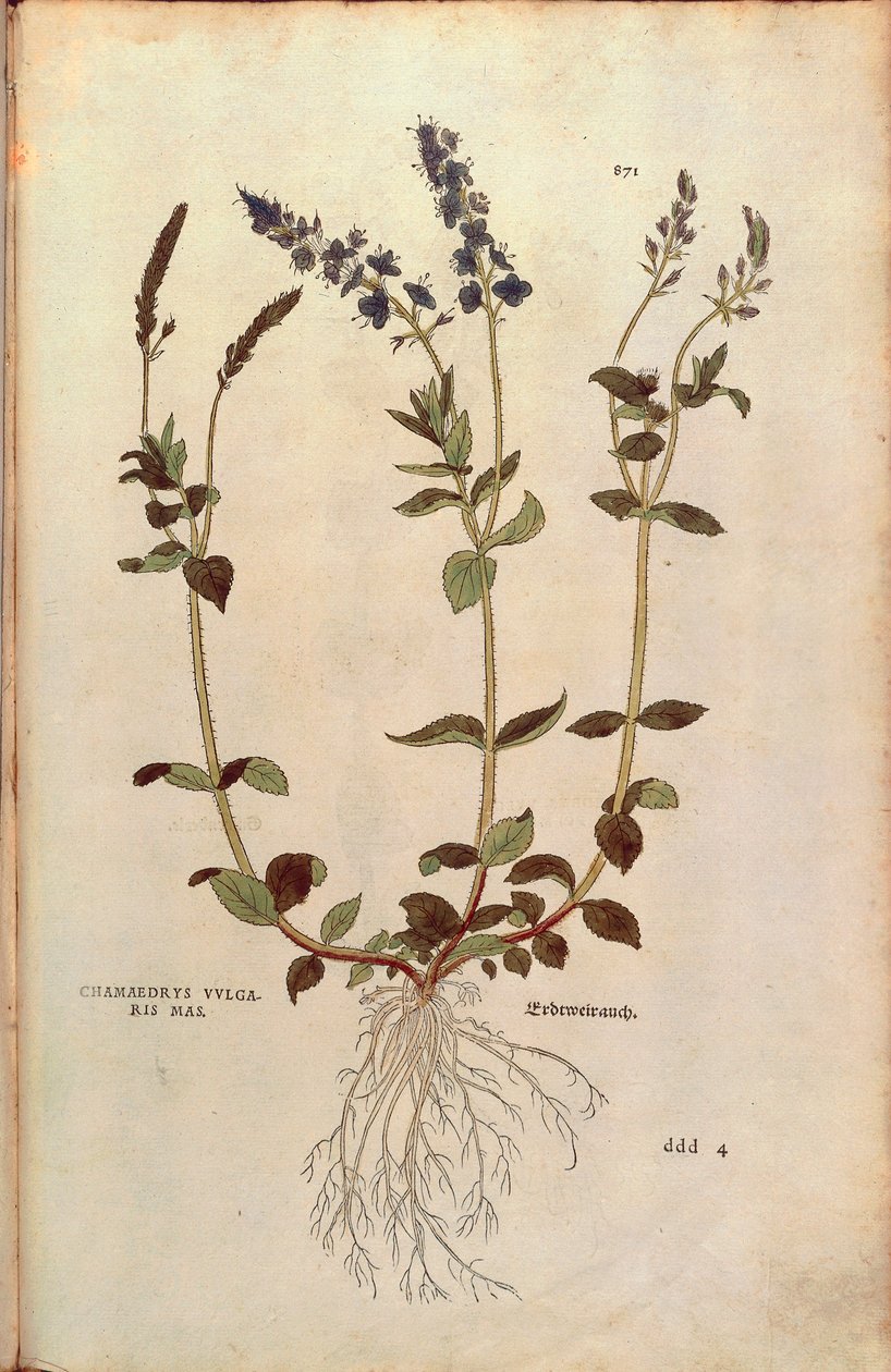 Speedwell - Veronica officinalis eller Compact blue speedwell - Veronica allionii (Chamaedrys vulgaris mas) av Leonhart Fuchs från De historia stirpium commentarii insignes (Anmärkningsvärda kommentarer om växternas historia) färggravyr av Leonhard Fuchs