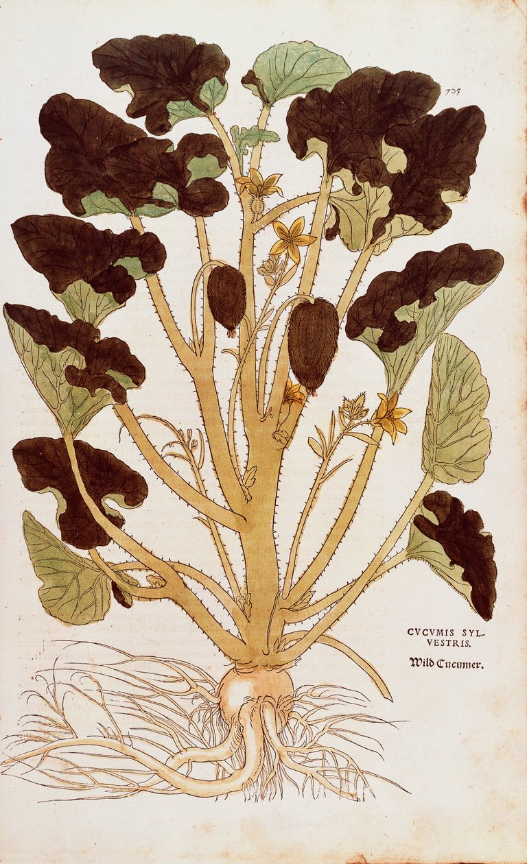 Sprutande gurka - Ecballium elaterium (Cucumis sylvestris) av Leonhart Fuchs från De historia stirpium commentarii insignes (Anmärkningsvärda kommentarer om växternas historia) färgstickad gravyr av Leonhard Fuchs