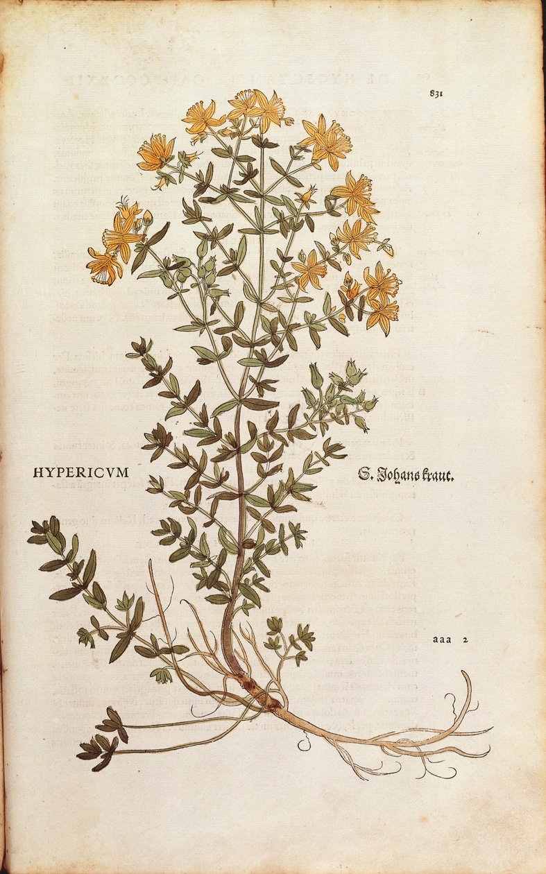 Johannesört (Hypericum perforatum) av Leonhart Fuchs från De historia stirpium commentarii insignes (Anmärkningsvärda kommentarer om växternas historia) färgstickad gravyr av Leonhard Fuchs