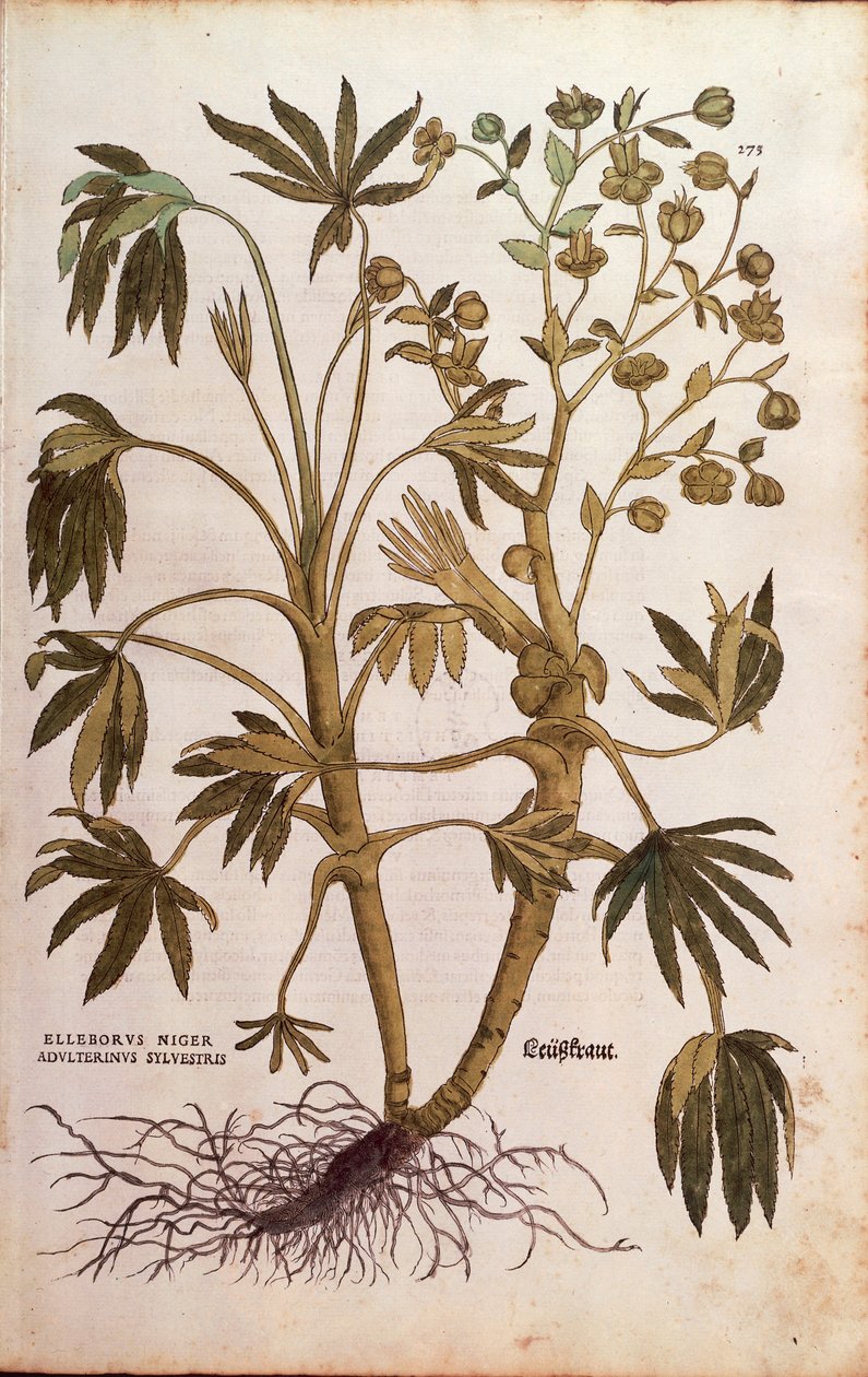 Stinkande hällborra eller dyngört - Helleborus foetidus (Helleborus niger adulterinus sylvestris) av Leonhart Fuchs från De historia stirpium commentarii insignes (Anmärkningsvärda kommentarer om växternas historia), färgstickad gravyr av Leonhard Fuchs