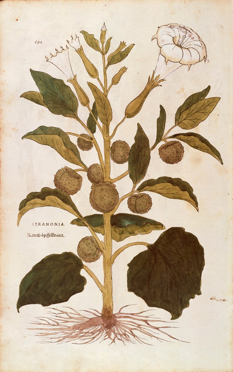 Törnäpple eller jimson ogräs - Datura stramonium (Stramonia) av Leonhart Fuchs från De historia stirpium commentarii insignes (Anmärkningsvärda kommentarer om växternas historia), färgad gravyr av Leonhard Fuchs