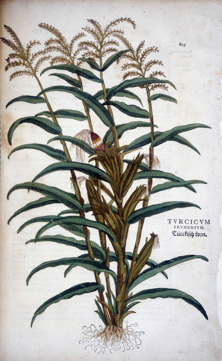 Turkish Wheat (Mis) - i "The "Notable Commentary on the History of Racism" av Leonhart Fuchs av Leonhard Fuchs