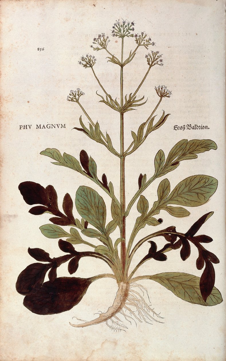 Valeriana - Valeriana officinalis (Phu magnum) av Leonhart Fuchs från De historia stirpium commentarii insignes (Anmärkningsvärda kommentarer om växternas historia) färgstickad gravyr av Leonhard Fuchs