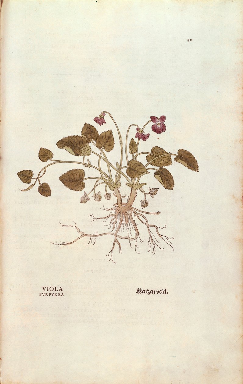 Viol (Viola odorata) av Leonhart Fuchs från De historia stirpium commentarii insignes (Anmärkningsvärda kommentarer om växternas historia), färgstickad gravyr av Leonhard Fuchs