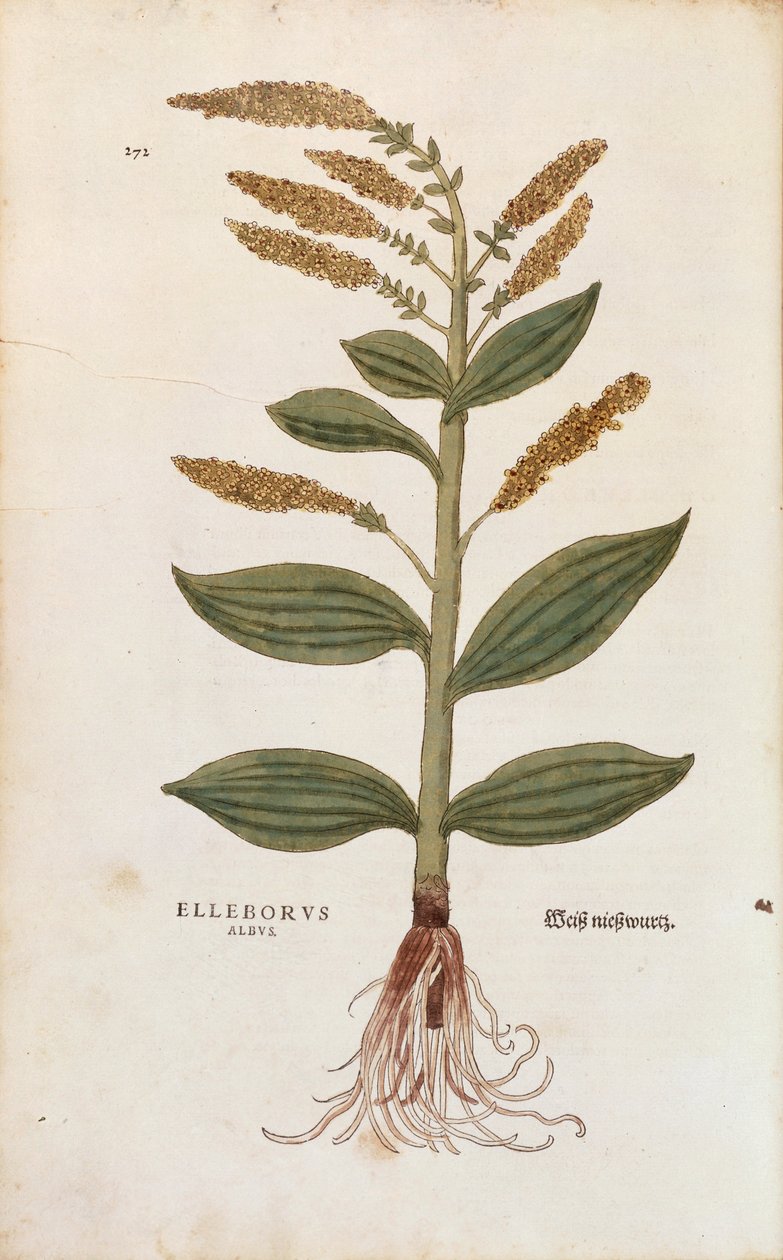 White Hellebore - Veratrum album (Elleborus albus) av Leonhart Fuchs från De historia stirpium commentarii insignes (Anmärkningsvärda kommentarer om växternas historia), färgstickad gravyr av Leonhard Fuchs