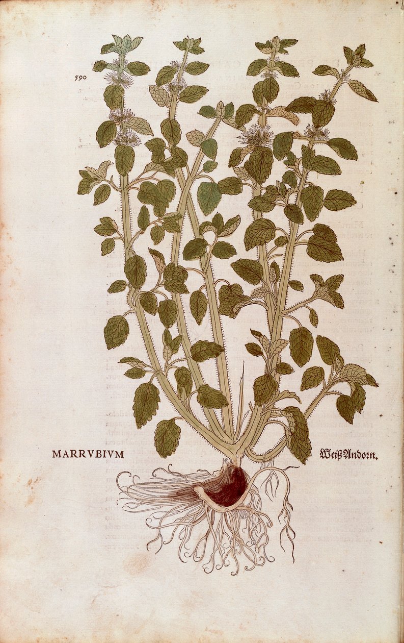 White Horehound (Marrubium vulgare) av Leonhart Fuchs från De historia stirpium commentarii insignes (Anmärkningsvärda kommentarer om växternas historia) färgstickad gravyr av Leonhard Fuchs