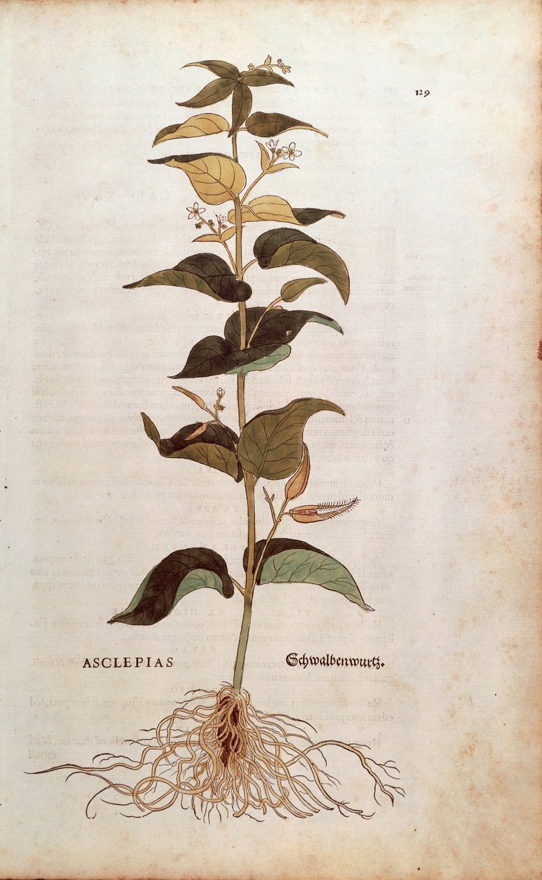Vit svalört - Cynanchum vincetoxicum (Asclepias) av Leonhart Fuchs från De historia stirpium commentarii insignes (Anmärkningsvärda kommentarer om växternas historia) färggravyr av Leonhard Fuchs