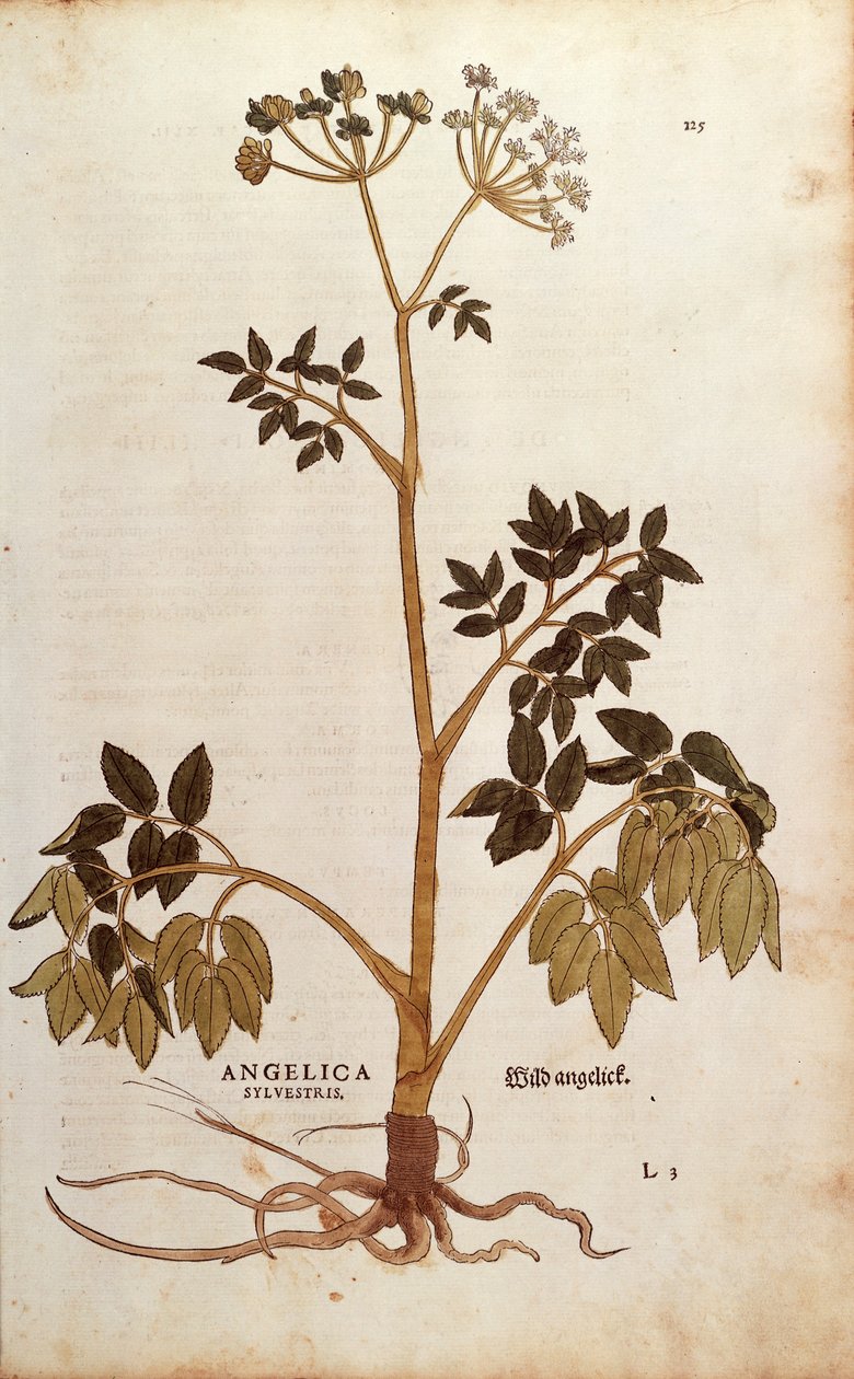 Wild Angelica (Angelica sylvestris) av Leonhart Fuchs från De historia stirpium commentarii insignes (Anmärkningsvärda kommentarer om växternas historia) färgstickad gravyr av Leonhard Fuchs