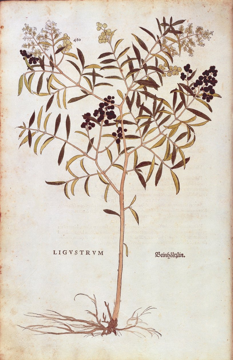 Vild liguster (Ligustrum vulgare) av Leonhart Fuchs från De historia stirpium commentarii insignes (Anmärkningsvärda kommentarer om växternas historia) färgstickad gravyr av Leonhard Fuchs