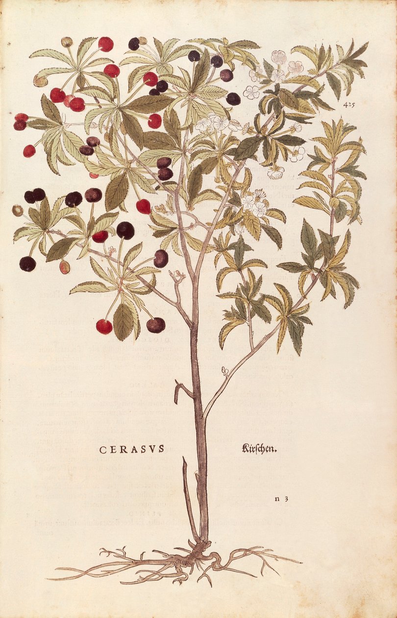 Vilda körsbär - Prunus avium (Cerasus) av Leonhart Fuchs från De historia stirpium commentarii insignes (Anmärkningsvärda kommentarer om växternas historia) färgstickad gravyr av Leonhard Fuchs