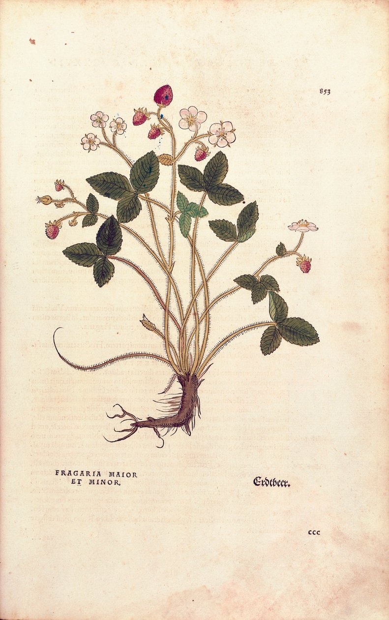 Skogsjordgubbe - Fragaria vesca (Fragaria maior et minor) av Leonhart Fuchs från De historia stirpium commentarii insignes (Anmärkningsvärda kommentarer om växternas historia), färgstick av Leonhard Fuchs