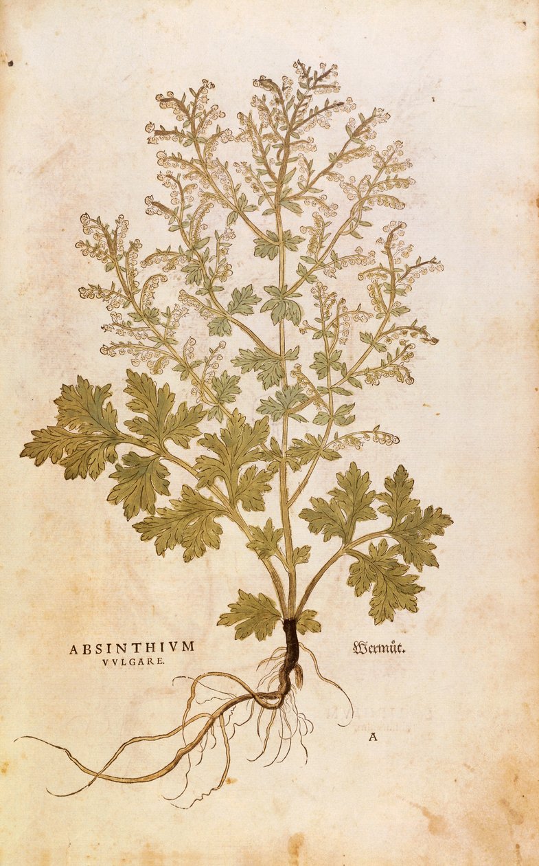Malört - Artemisia absinthium (Absinthium vulgare) av Leonhart Fuchs från De historia stirpium commentarii insignes (Anmärkningsvärda kommentarer om växternas historia), färgstickad gravyr av Leonhard Fuchs